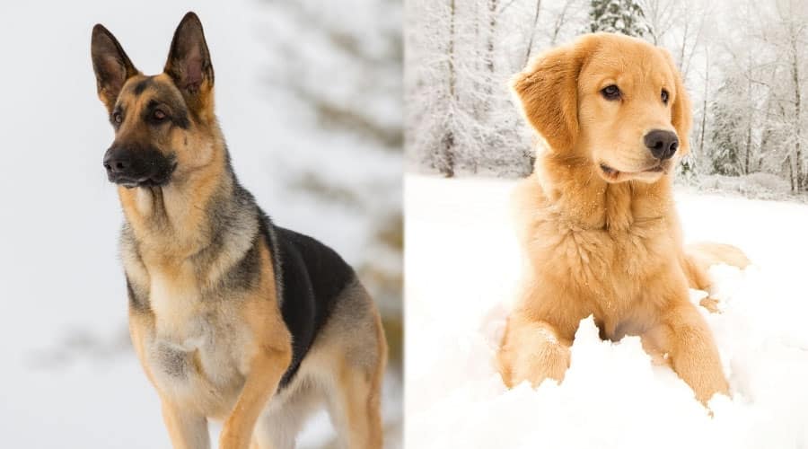 Serious Dogs in the Snow