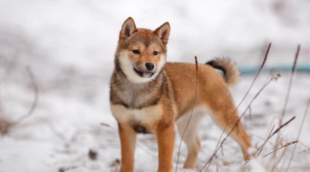 Sesame Shiba Inu standing in snow