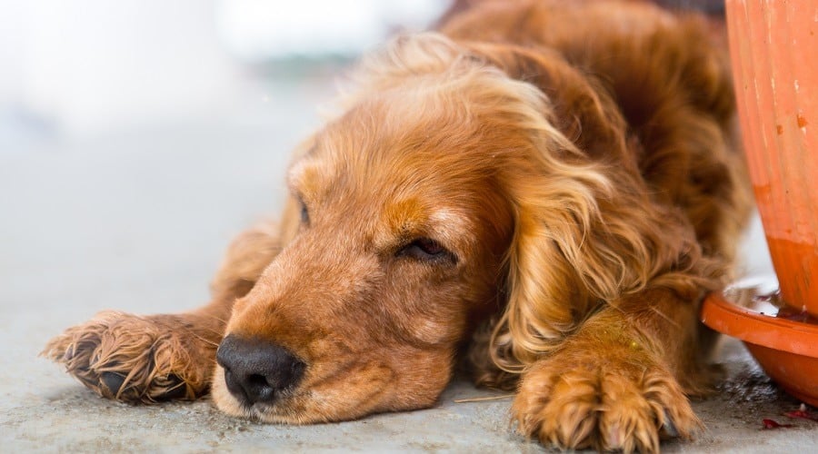 Setter Cocker Spaniel Mix