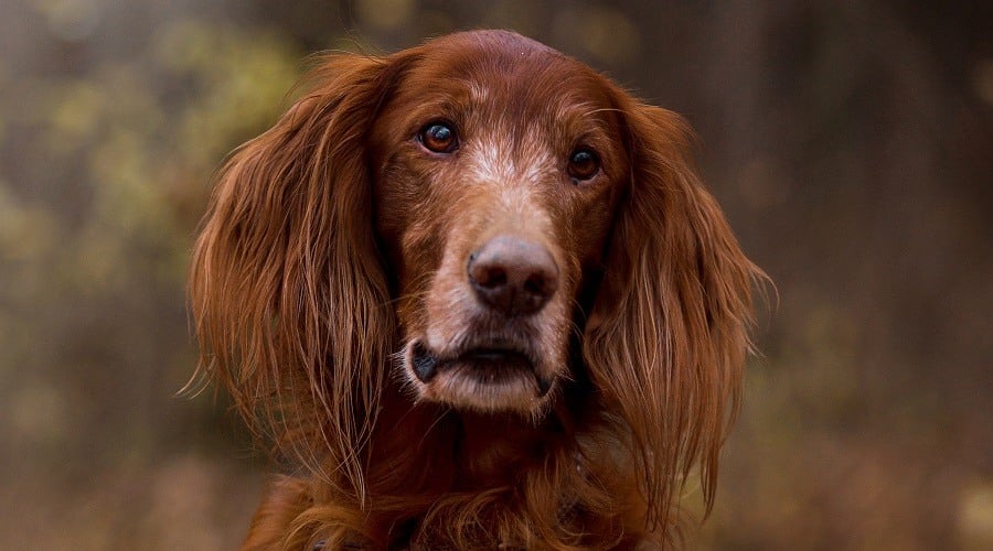 Setter Dane Mix