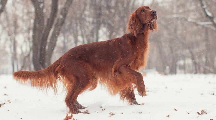 Setter Outdoors in Snow
