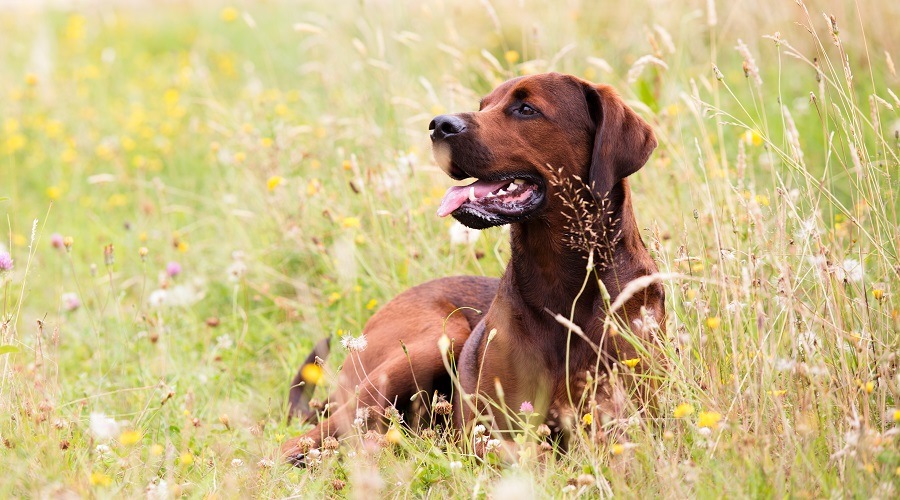 Setter Rottweiler Mix