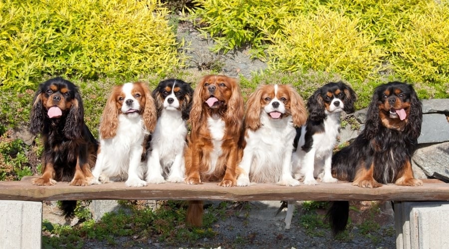 Seven dogs sitting on a bench outdoors.