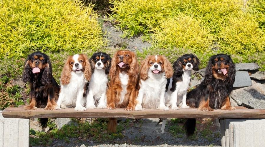 Seven nice dogs of Cavalier King Charles spaniel sitting on bench outside