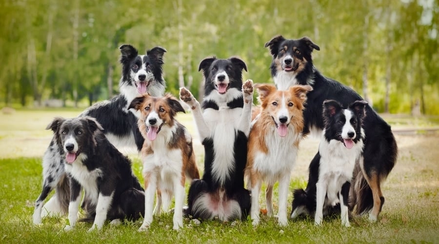 Several Dogs in Field
