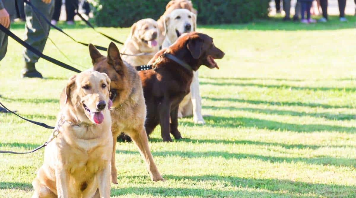 Several large dogs lined up being trained outdoors.
