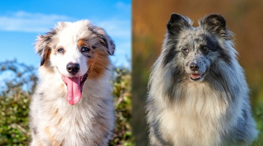 Shaggy Aussie and Sheltie Dogs Outdoors