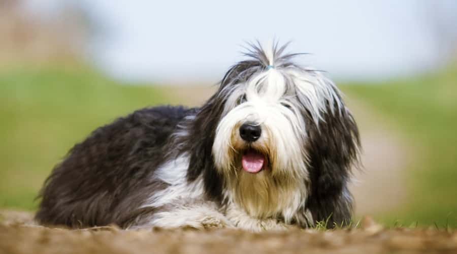 Shaggy Dog Laying on Ground