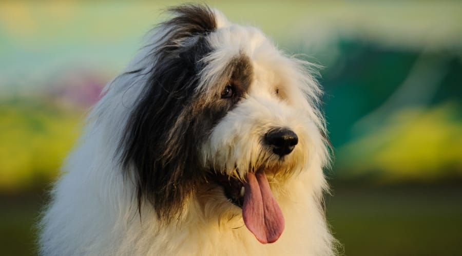 Shaggy Dog Outside