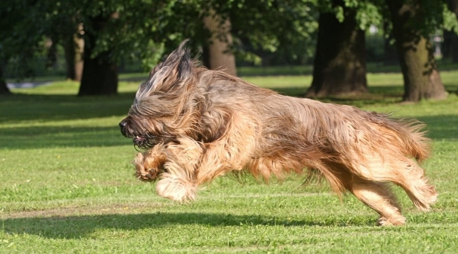 Shaggy dog running outdoors.