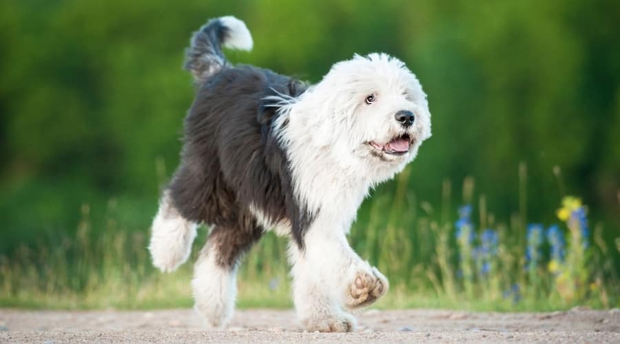 Shaggy Dog Running Outdoors