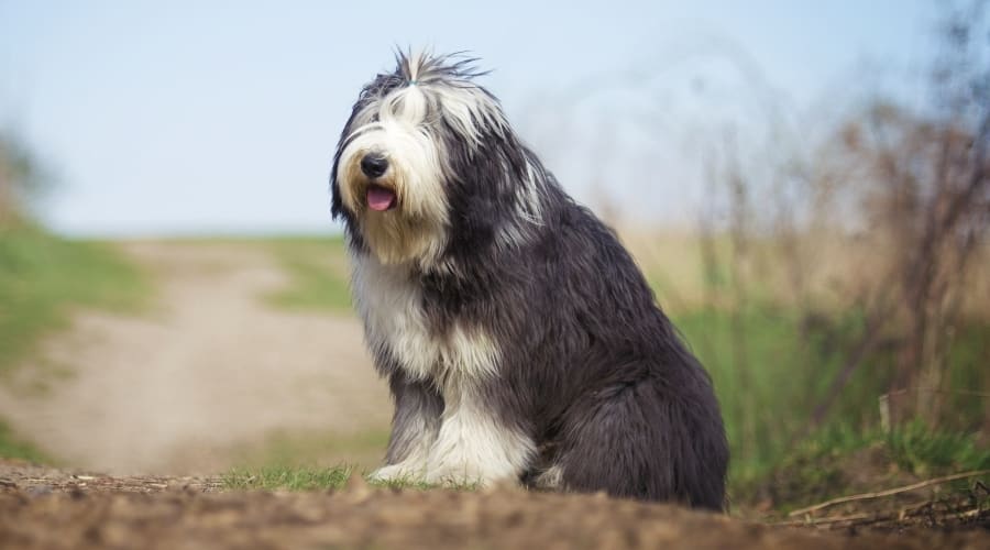Shaggy Dog Sitting on Road