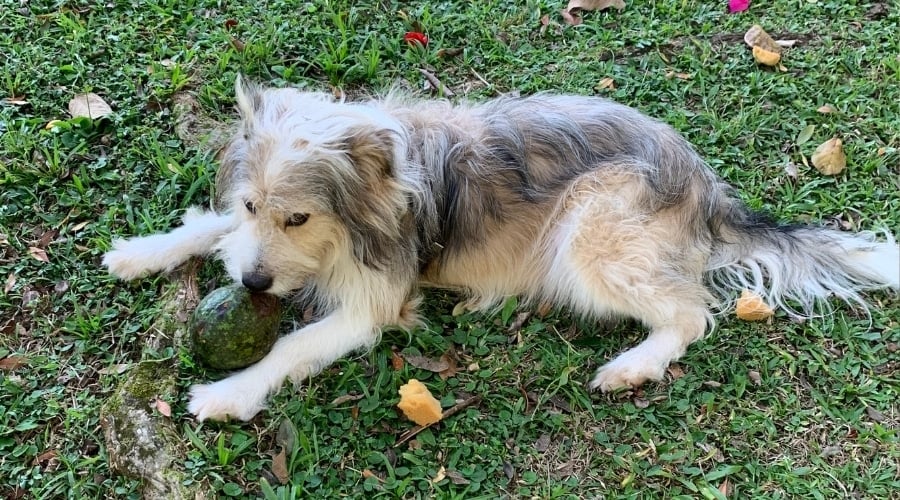Shaggy Dog with avocado.