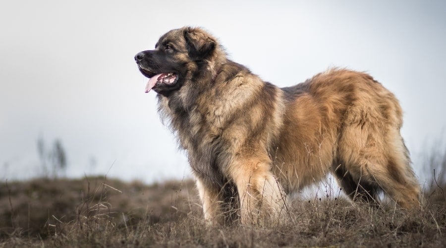 Shaggy Giant Dog Outdoors