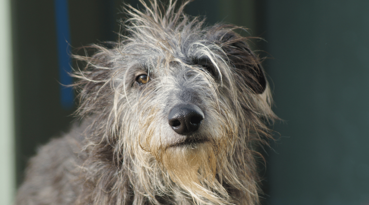 Shaggy grey cute deerhound lurcher dog