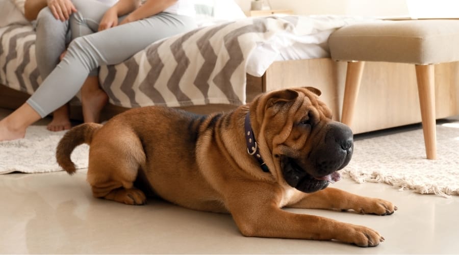 Shar Pei Near Owners