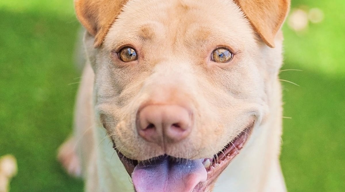 Shar-Pei Weimaraner mix.