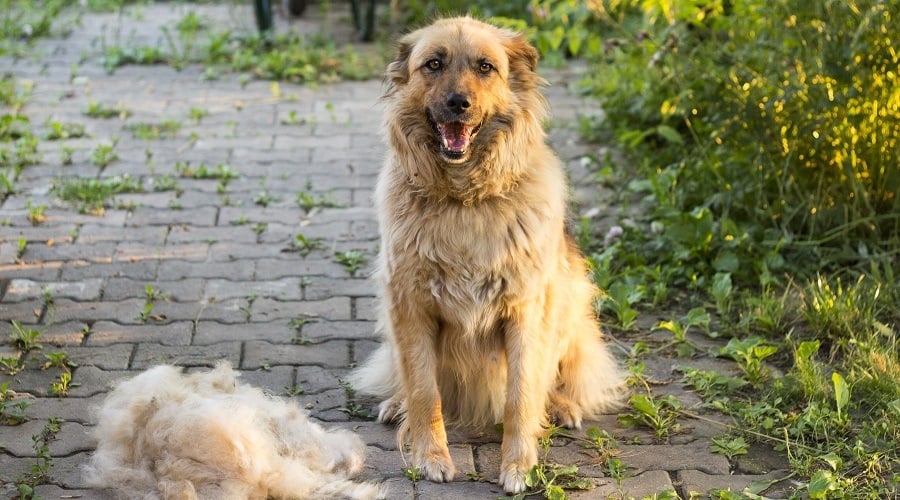 Shedding Causes in Dogs