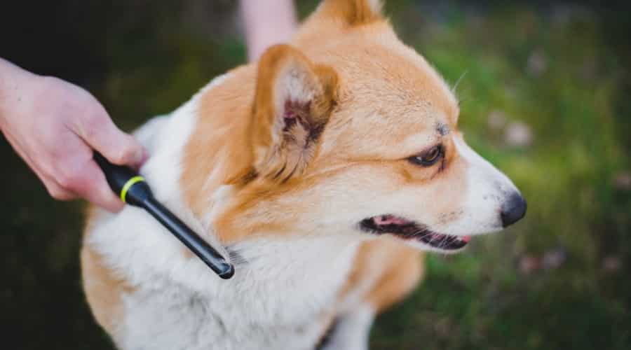 Shedding Corgi Grooming in Field