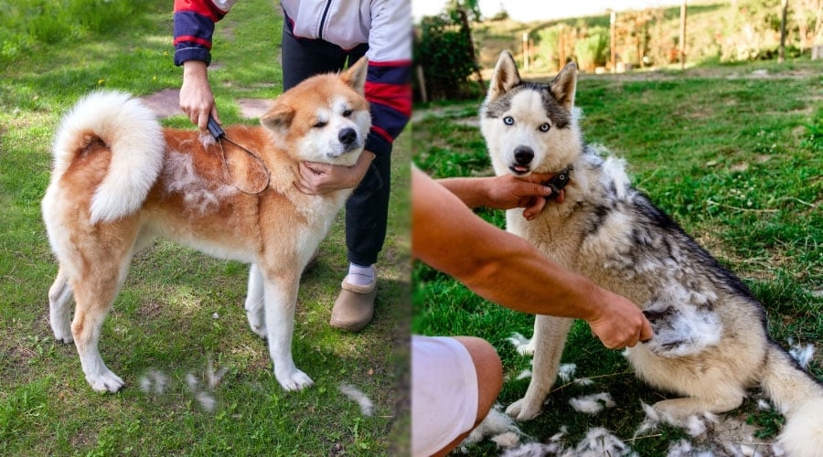 Shedding Dogs Being Brushed