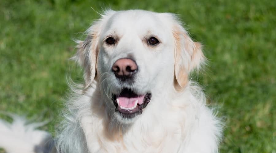 Shedding English Cream Retriever.