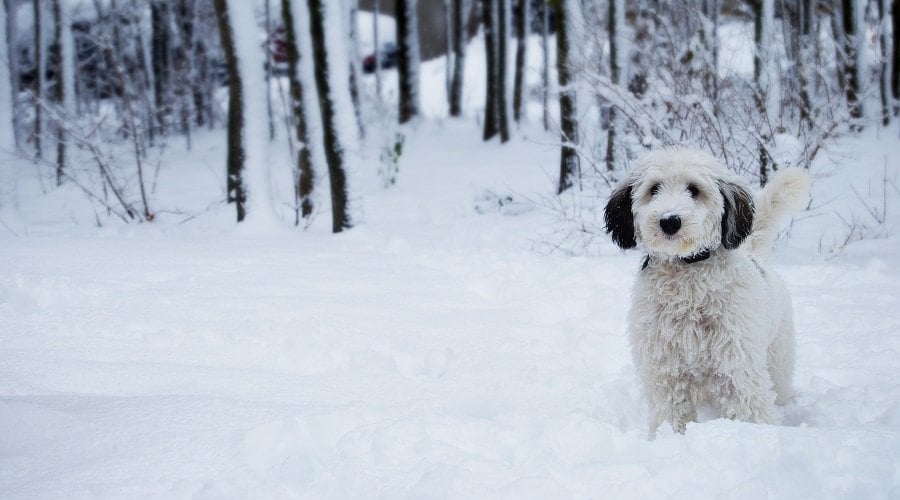 White Dog Breed in Snow