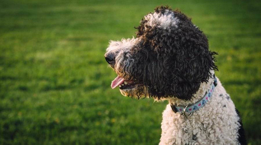 Sheepadoodle Dog Outdoors