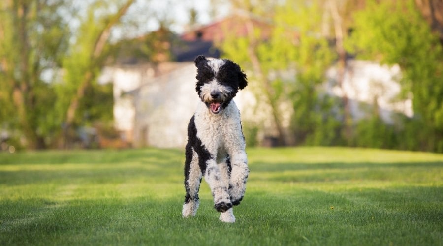 Sheepadoodle