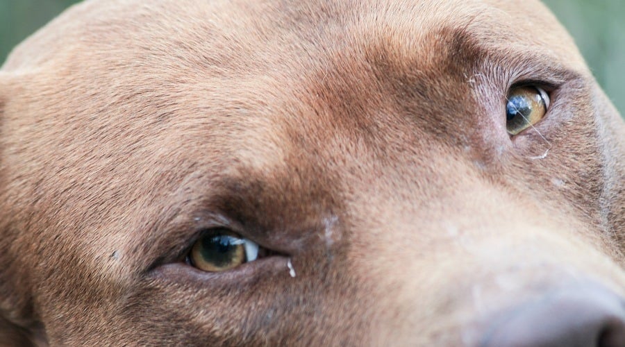 Shelter Pitbull Adtoption Red Nose