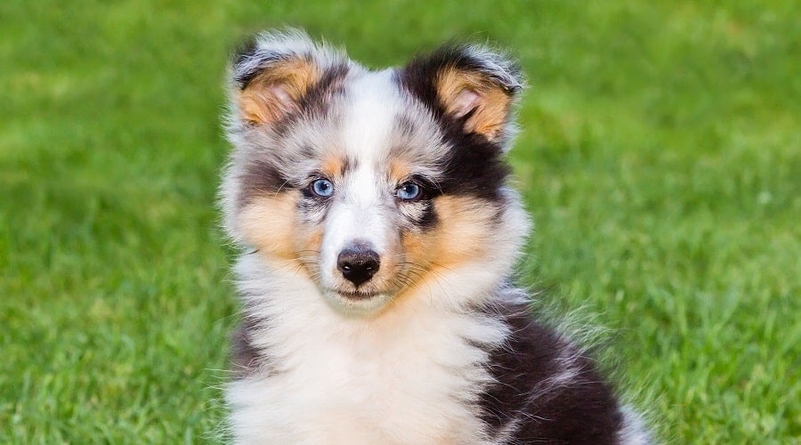 Blue Eyed Dog Breeds 25 Different Pups With Blue Eyes Canine Journal