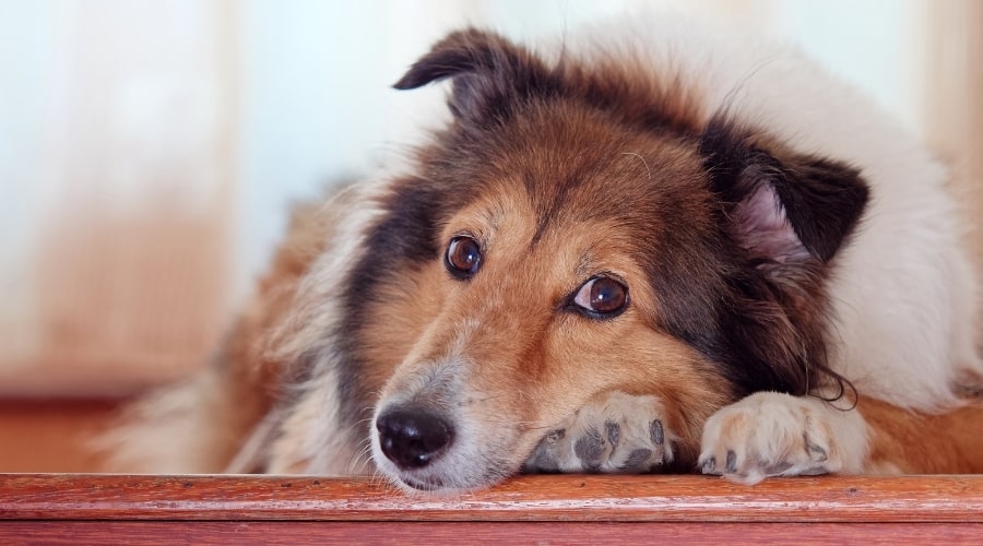 Sheltie Dog Laying Down