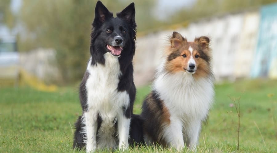 Sheltie Dog with Border Collie