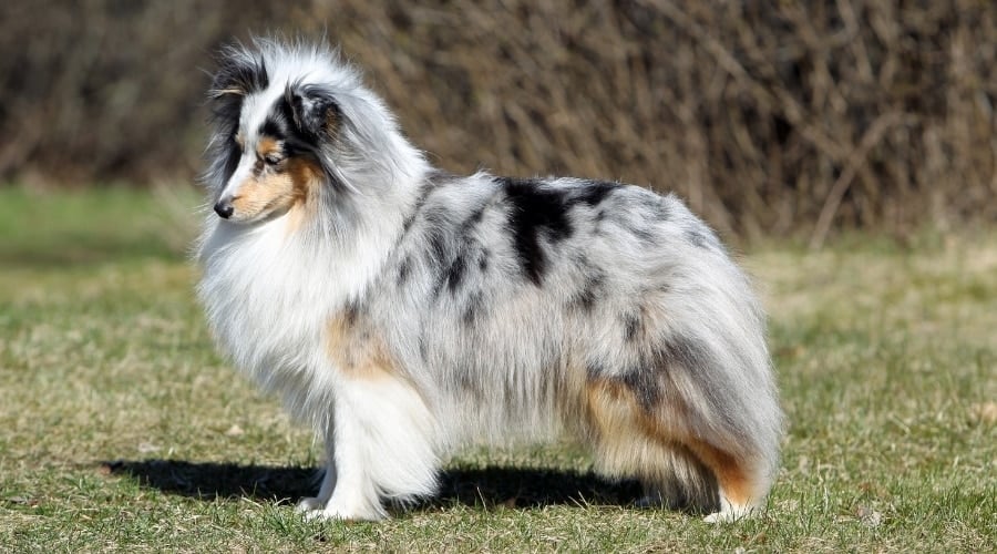Sheltie Dog