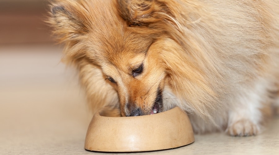 Sheltie eating dog food out of a bowl.