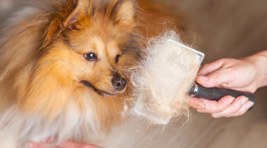 Sheltie getting groomed with brush full of hair.