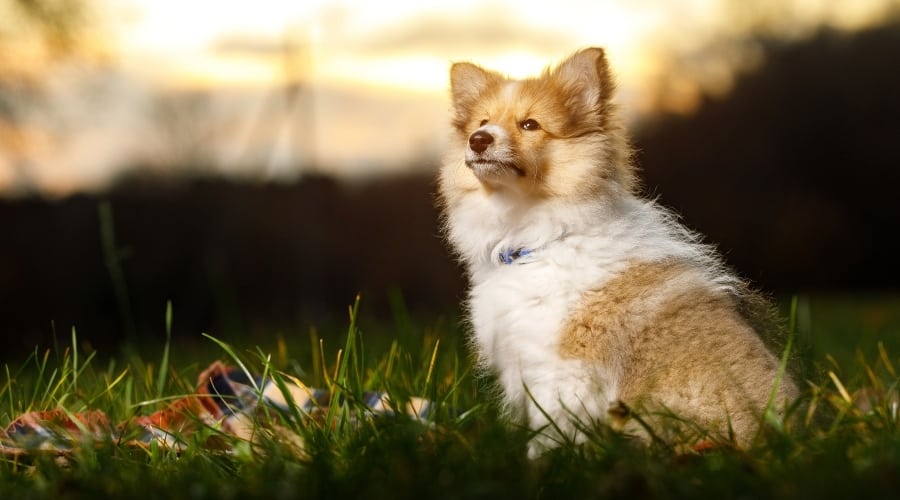 Sheltie puppy sitting in the grass.