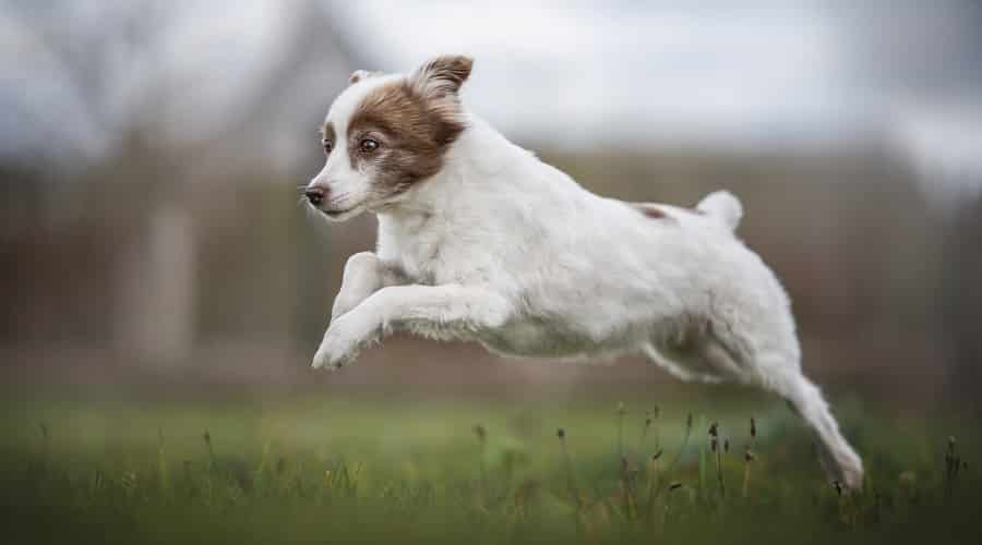 Sheltie Tzu