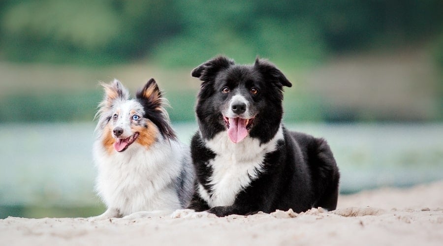 Sheltie and Border Collie on Beach