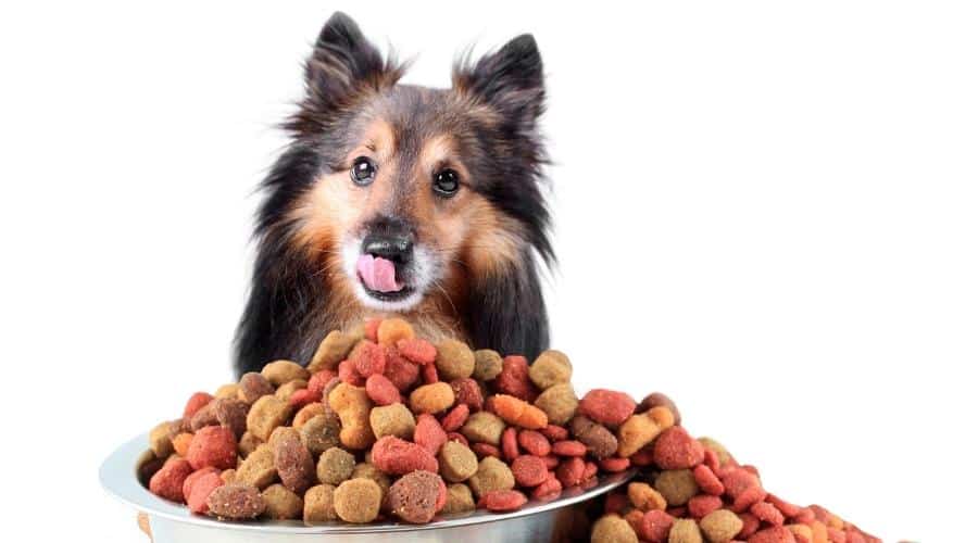 Sheltie and pile of dog food