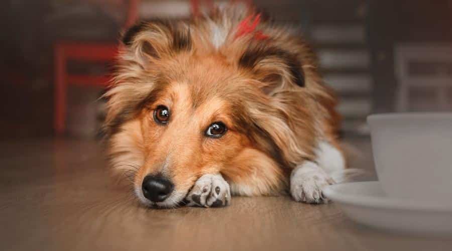 Sheltie laying next to bowl