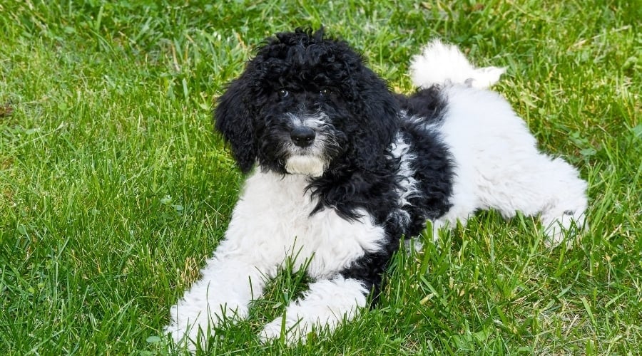Sheltiedoodle laying in the grass