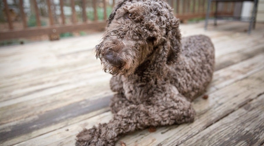 Shepadoodle Coat Colors