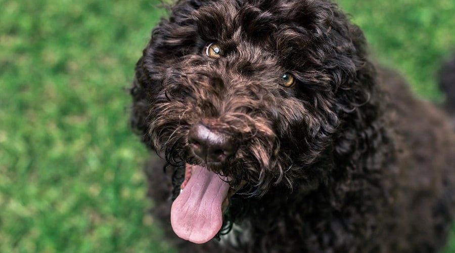Shepadoodle Mix
