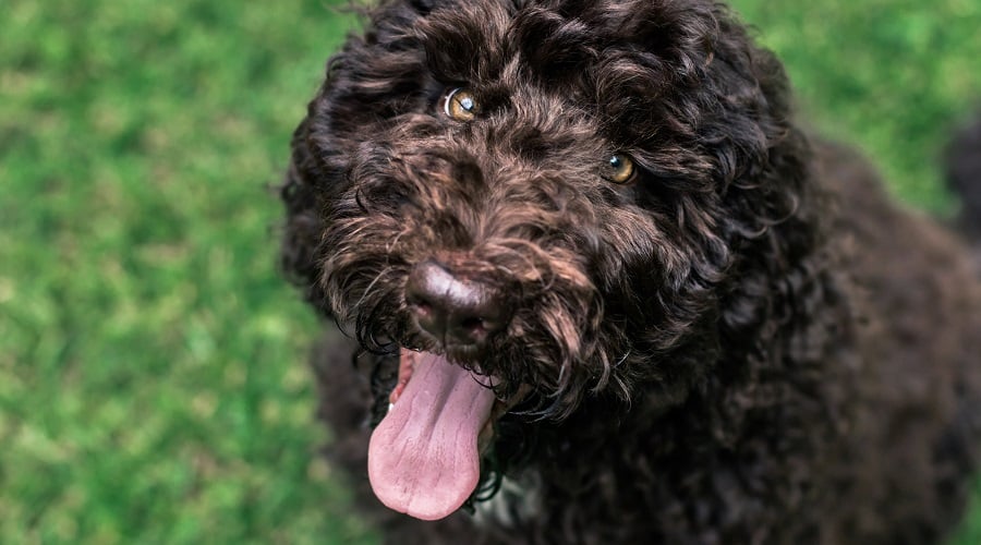 Shepadoodle Mix
