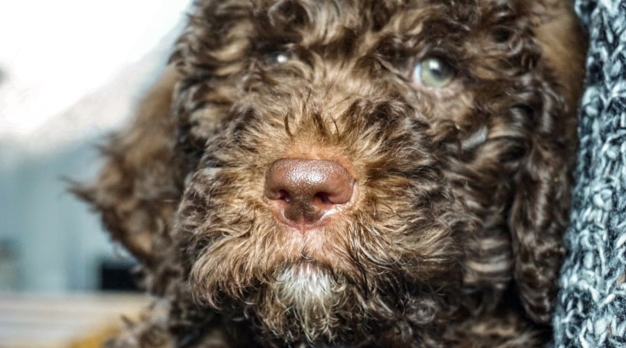 Shepadoodle Puppy