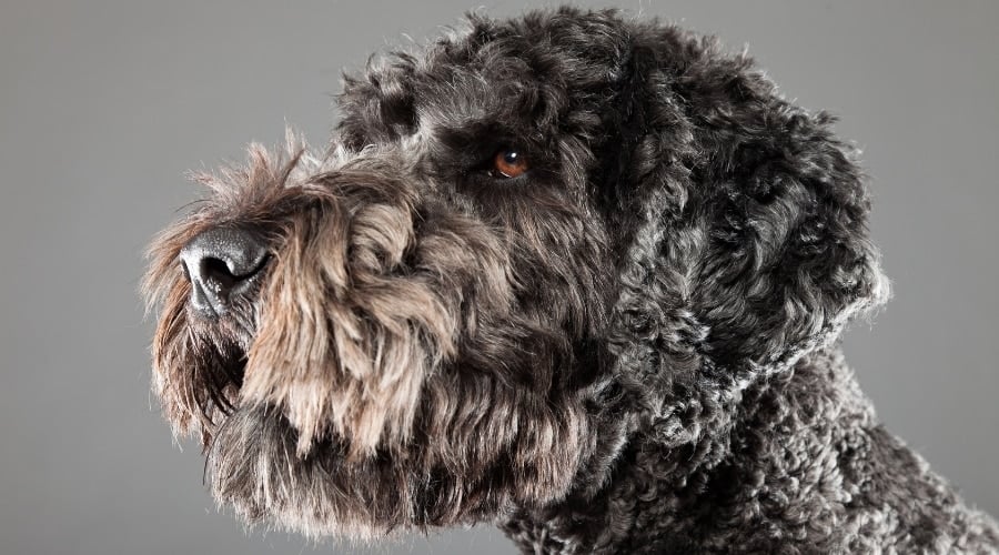 Shepadoodle Rescue Dog