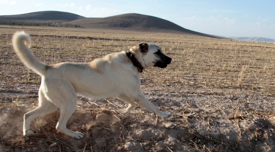 Shepherd Dog Running in a Dusty Field