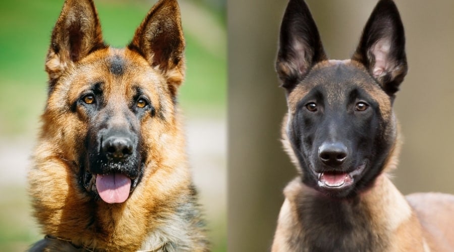 Shepherd Dogs with Black Masks