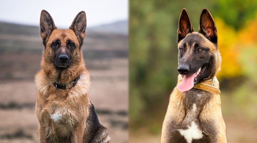 Shepherd Dogs with White Chests