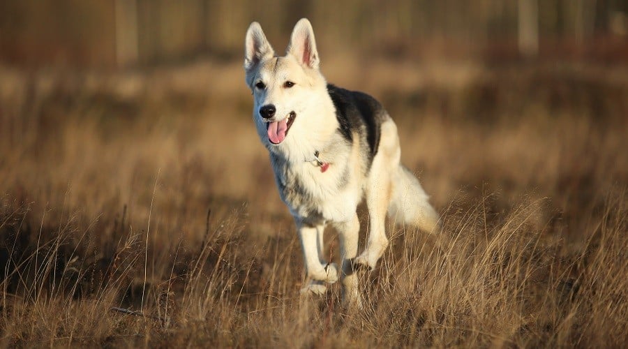 Shepherd Husky Mix Exercising in Field